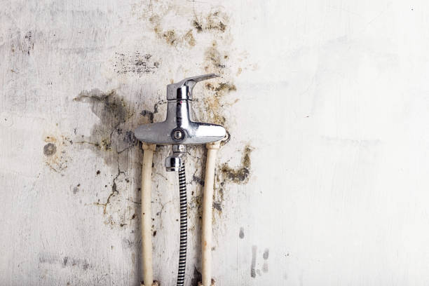 Best Local Mold Removal Service  in Bowmanstown, PA
