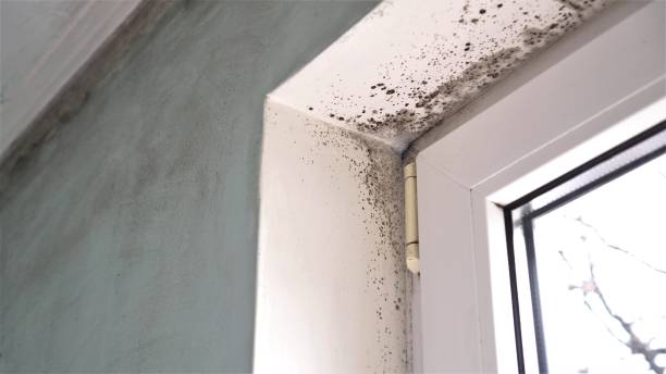 Mold Removal and Inspection in Bowmanstown, PA