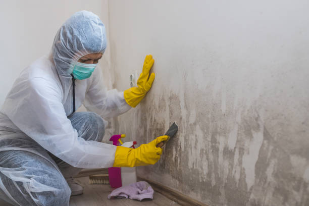 Best Attic Mold Removal  in Bowmanstown, PA