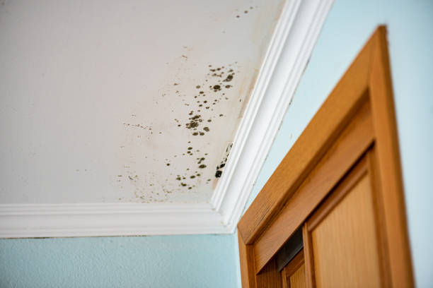 Best Certified Mold Removal  in Bowmanstown, PA