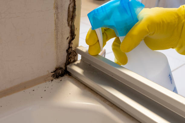 Certified Mold Removal in Bowmanstown, PA