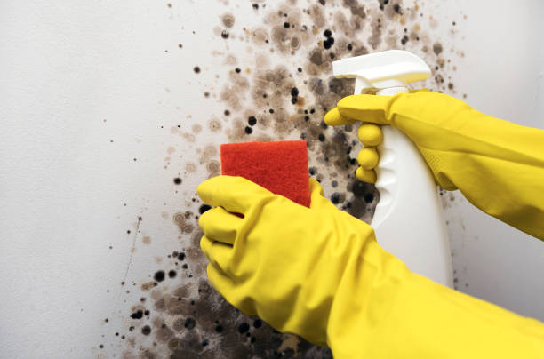 Best Certified Mold Removal  in Bowmanstown, PA