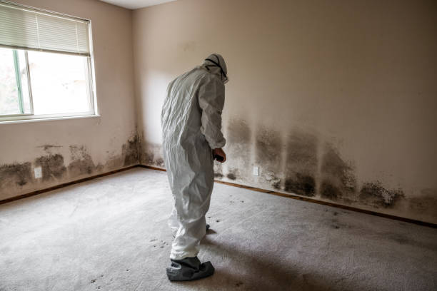 Best Mold Removal Specialists  in Bowmanstown, PA