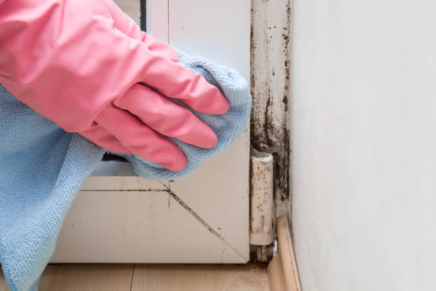 Mold Testing and Removal in Bowmanstown, PA